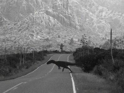 Grandes verdades sobre la observación de aves 7