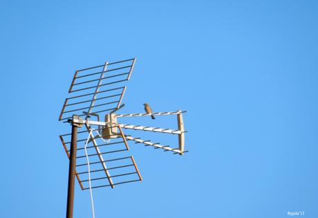 #Encasa (lo de los pájaros)