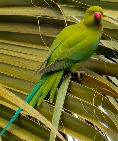 #Encasa (lo de los pájaros)