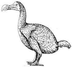 El dodo, un icono de la extinción antropogénica