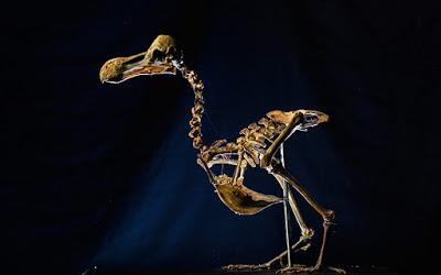 El dodo, un icono de la extinción antropogénica