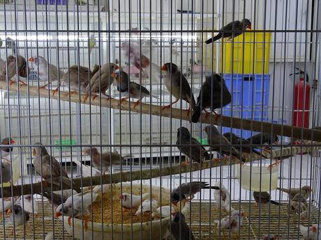 QATAR: EL MERCADO TRADICIONAL DE SOUQ WAQIF