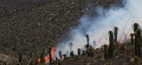 Se registra incendio forestal cerca de Cerro de San Pedro