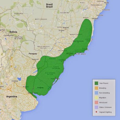 Pijuí plomizo (Synallaxis spixi)