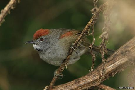 Pijuí plomizo (Synallaxis spixi)