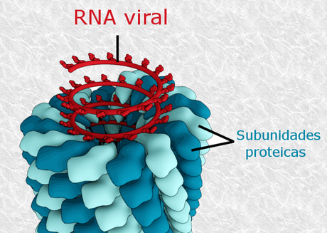 El aspecto del enemigo: el Covid-19