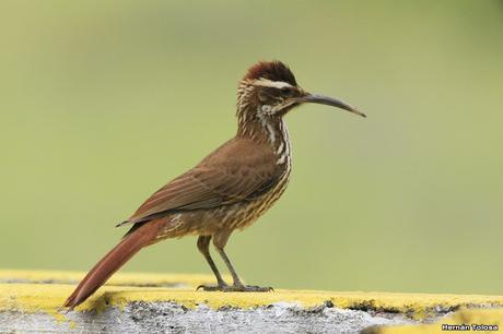 Chinchero grande (Drymornis bridgesii)