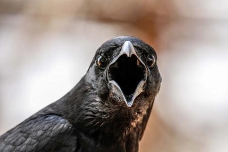 Pájaros. Historias de Pandemia. Parte 2.