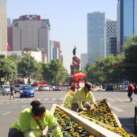 MILES DE GIRASOLES COLOREAN PASEO DE LA REFORMA EN HONOR A VAN GOGH