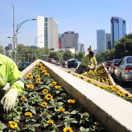 MILES DE GIRASOLES COLOREAN PASEO DE LA REFORMA EN HONOR A VAN GOGH