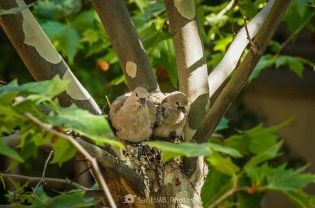 Los tortolitos