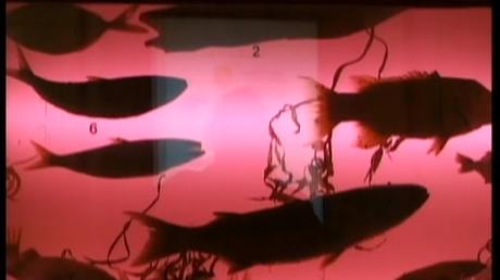 Isla de Robinson Crusoe - 1999 Isla de Robinson Crusoe - 1999