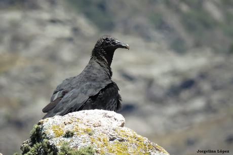 La quebrada de los cóndores