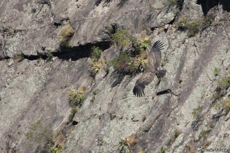 La quebrada de los cóndores