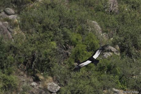 La quebrada de los cóndores