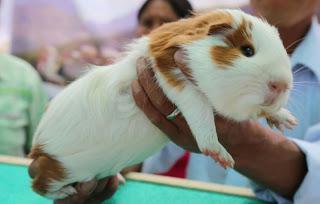 Jamón. ¿Y eso se permite comer? Jamón. ¿Y eso se permite comer?