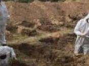 Córdoba: Cavan tumbas cementerio Vicente coronavirus