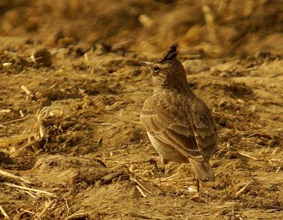 BUSCANDO UNA AVUTARDA EN LA NAVA