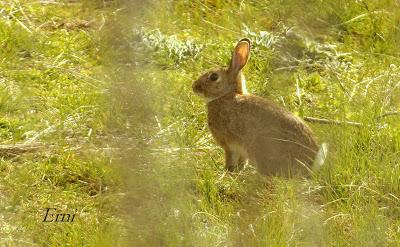 BUSCANDO UNA AVUTARDA EN LA NAVA