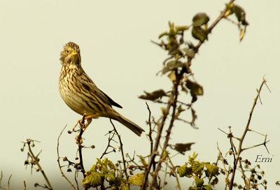 BUSCANDO UNA AVUTARDA EN LA NAVA