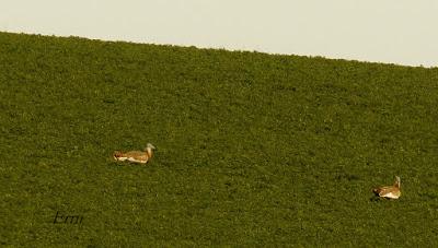 BUSCANDO UNA AVUTARDA EN LA NAVA