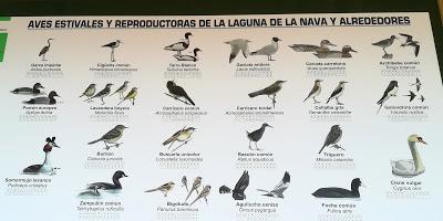 BUSCANDO UNA AVUTARDA EN LA NAVA