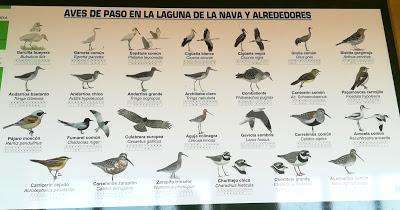 BUSCANDO UNA AVUTARDA EN LA NAVA