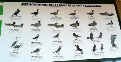 BUSCANDO UNA AVUTARDA EN LA NAVA