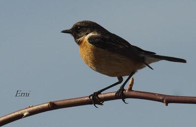 BUSCANDO UNA AVUTARDA EN LA NAVA