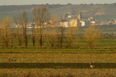 BUSCANDO UNA AVUTARDA EN LA NAVA