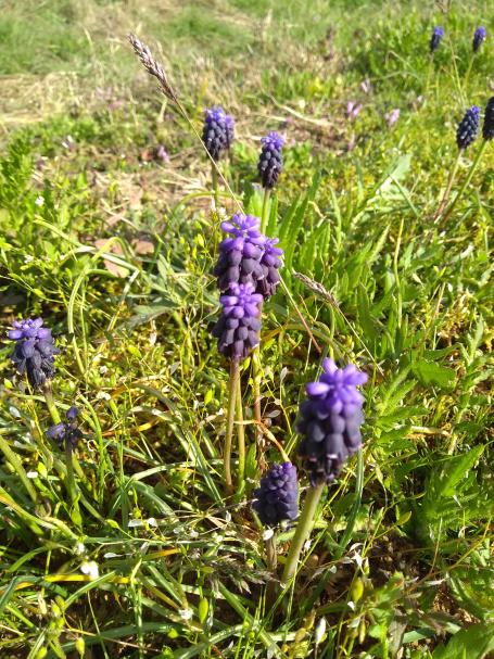 Flora y fauna de Cuenca (flora)