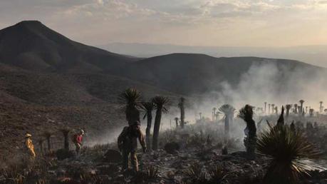 Bomberos combatieron incendio forestal  en Cerro de San Pedro