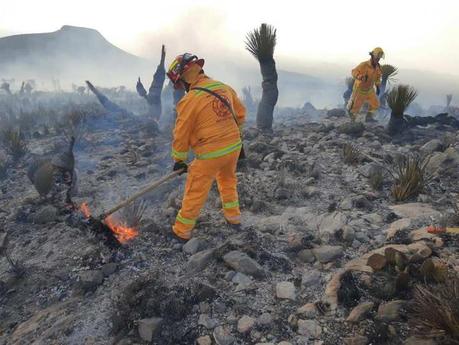 Bomberos combatieron incendio forestal  en Cerro de San Pedro