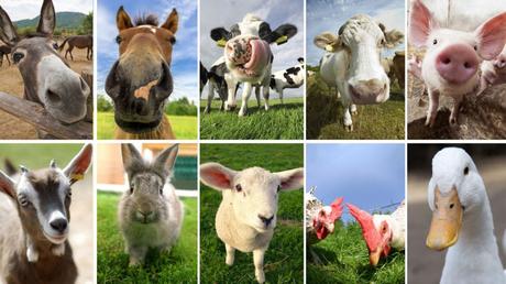 ¿ Motín en las barricadas de la convivencia ?