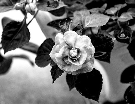 Pimpollo en flor en blanco y negro.