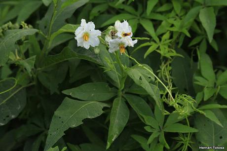 Granadillo (Solanum bonariense) Granadillo (Solanum bonariense)