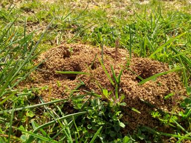 Flora y fauna de Cuenca (fauna)