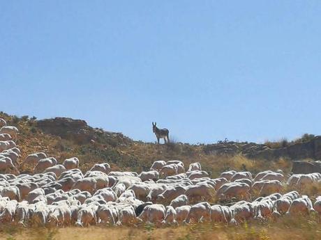 Flora y fauna de Cuenca (fauna)