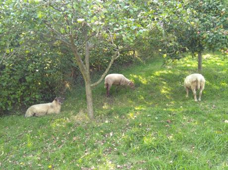 Flora y fauna de Cuenca (fauna)