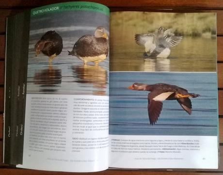 Aves de Tierra del Fuego