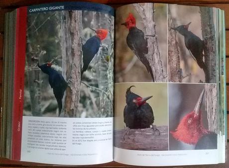 Aves de Tierra del Fuego