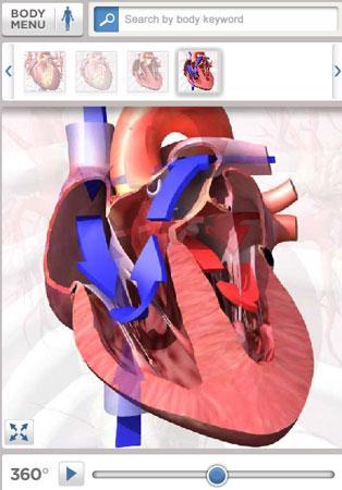 bodymaps healthline (2)