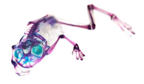 New World Transparent Specimen New World Transparent Specimen