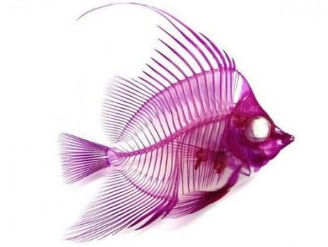 New World Transparent Specimen New World Transparent Specimen