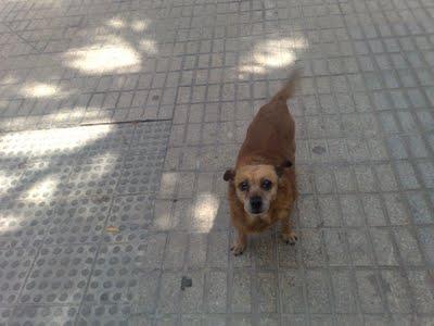 ABUELITA DE 20 AÑOS QUE YA NO PUEDEN ATENDER. (VALENCIA)