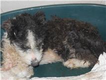 AYUDA!!! Perrita terriblemente maltratada. (SEVILLA)