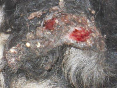 AYUDA!!! Perrita terriblemente maltratada. (SEVILLA)