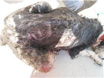 AYUDA!!! Perrita terriblemente maltratada. (SEVILLA)