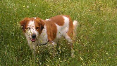 Mozart, se deshacen de él por ser demasiado bueno. (Madrid)