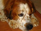 Mozart, deshacen demasiado bueno. (Madrid)